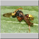 Nomada flava  - Wespenbiene m02b 7mm - OS-Garten det.jpg